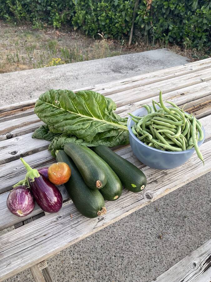 Aubergines, courgettes, tomate et haricots verts fraîchement récoltés