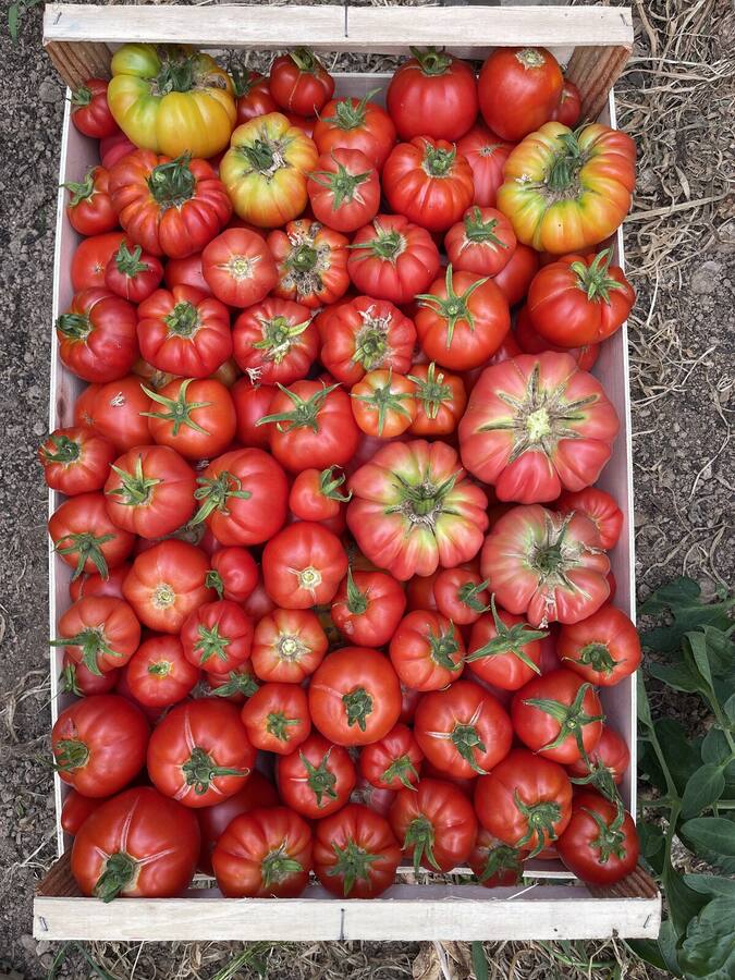 Récolte de tomates anciennes
