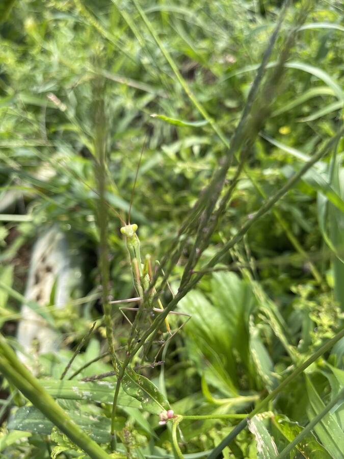 Une mante religieuse dans le potager